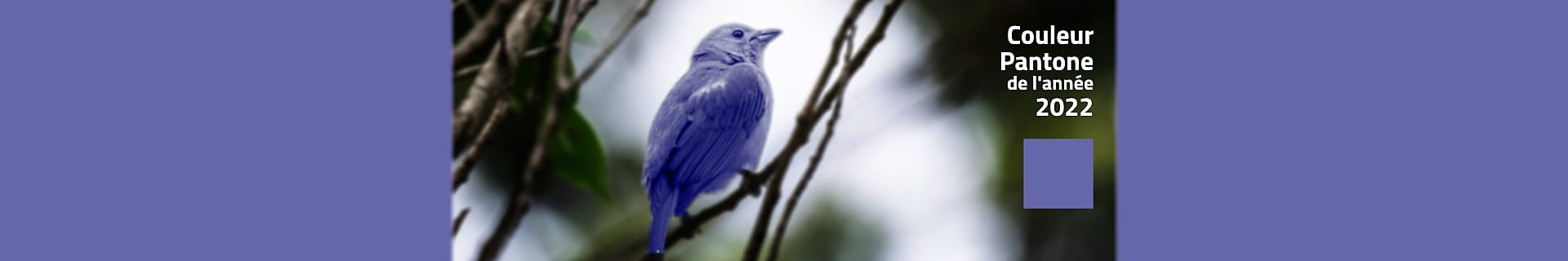 Photomontage d'un oiseau bleu et du texte de la couleur Pantone de l'année 2022